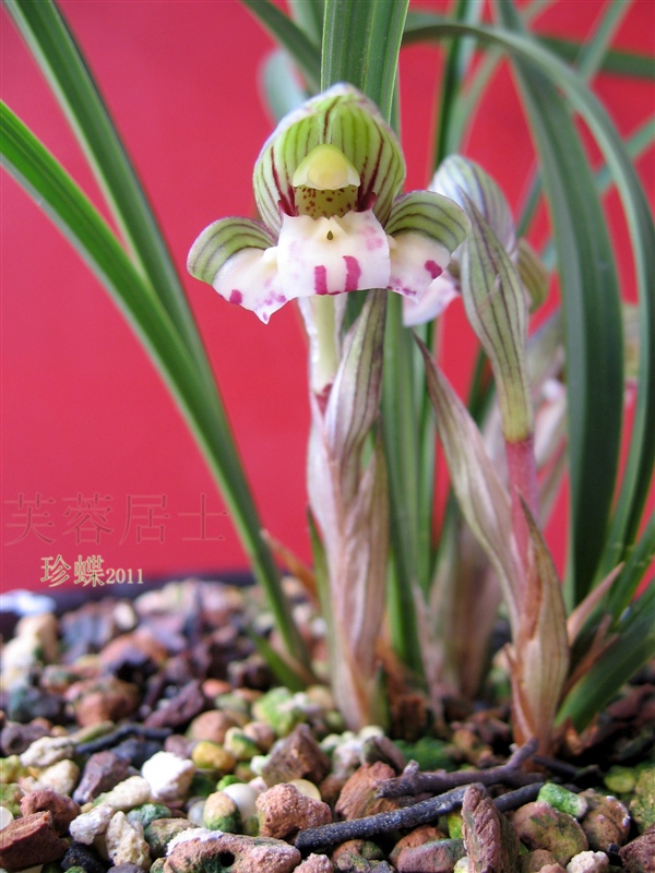 芙蓉居2011春兰开品--江南雪,宋梅,珍蝶,汪字,贺神