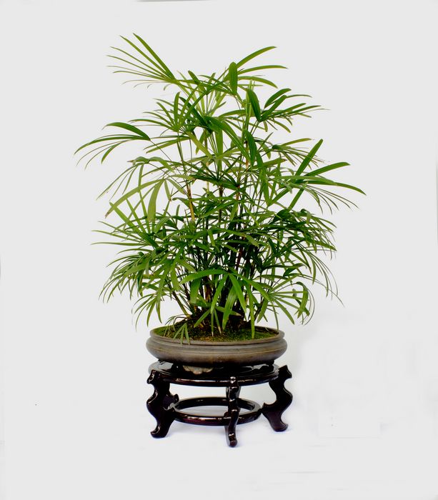 平阳县第二届兰花盆景书画展