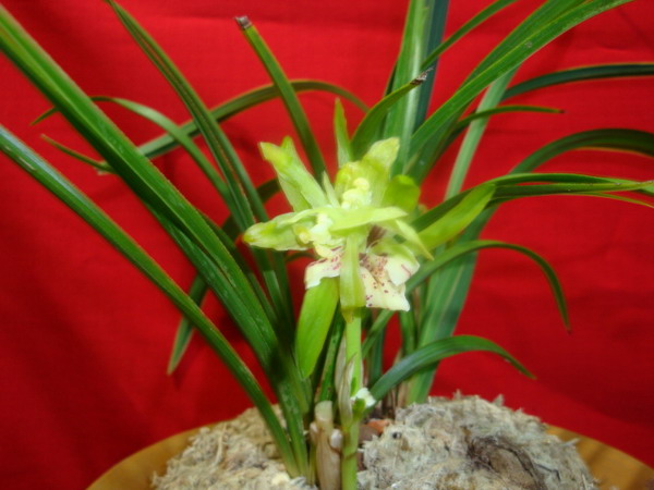 贵州春兰奇花(菊瓣)