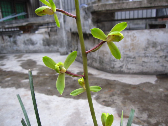 端蕙梅开了-蕙兰篇-中国兰花交易网社区