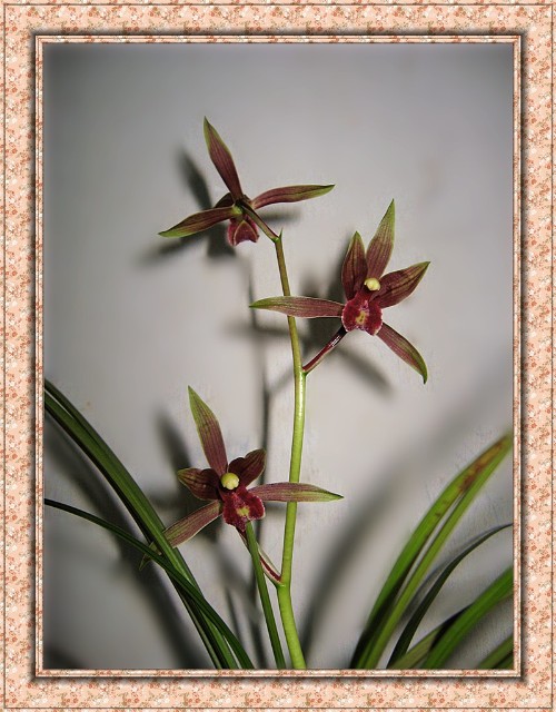 红妖姬vs红金宝-送春篇-中国兰花交易网社区