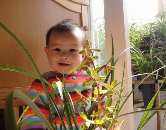盛开的长寿梅与8个月的宝贝闺女-蕙兰篇-中国