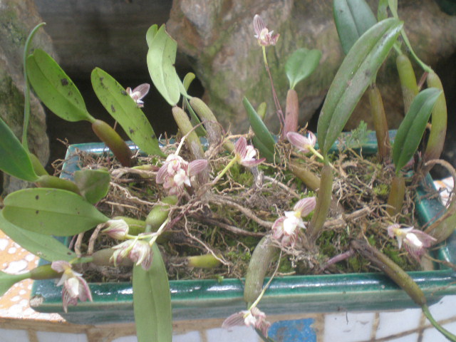 本地的芳香石豆兰开花了
