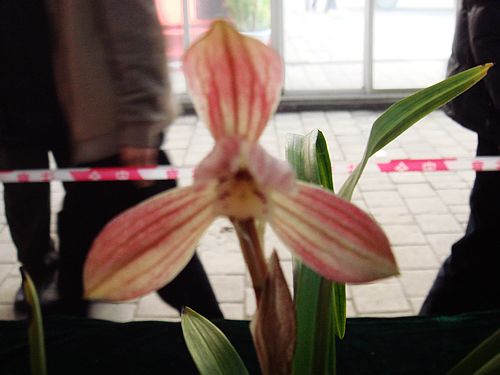 成都温江第八届兰花节上一些色花请大家欣赏!