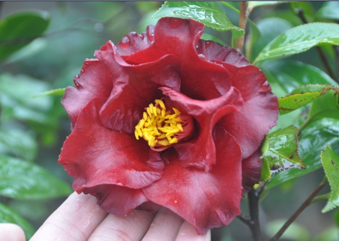 漂亮的茶花————茶花品种介绍