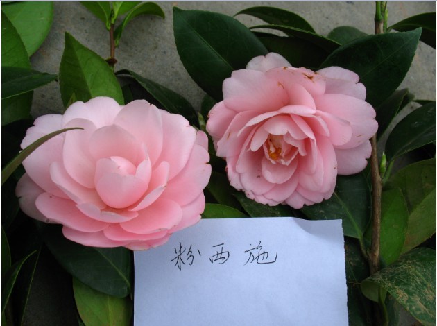 漂亮的茶花--茶花品种介绍-摄影书画-中国兰花
