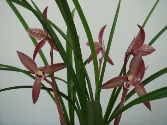 2011 红白争春--大雪素与苋朱砂-以兰会友-中国