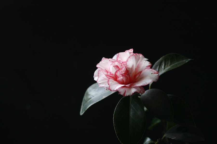 еɽ軨չʾ