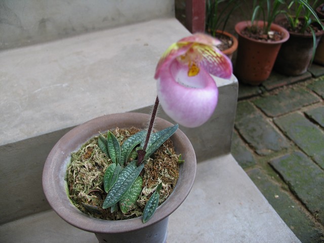 兜兰皇后paph.sandreanum
