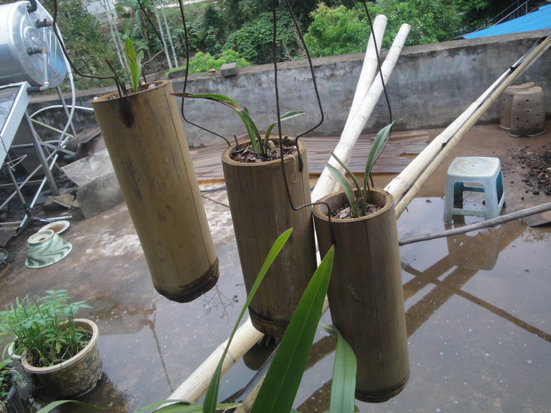 哈哈小苗竹筒种植