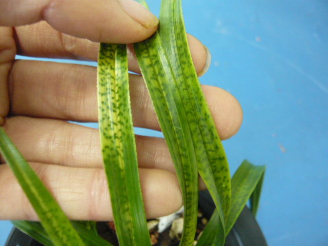 漂亮蛇虎斑带芽守门龙