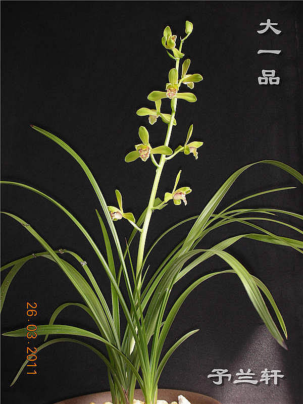 大一品,新极品河北保定的开品(申精-蕙兰篇-中国兰花交易网社区