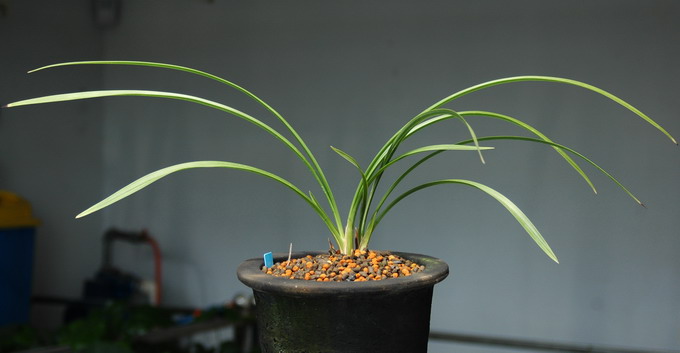 翠玉的花和草型基本特征