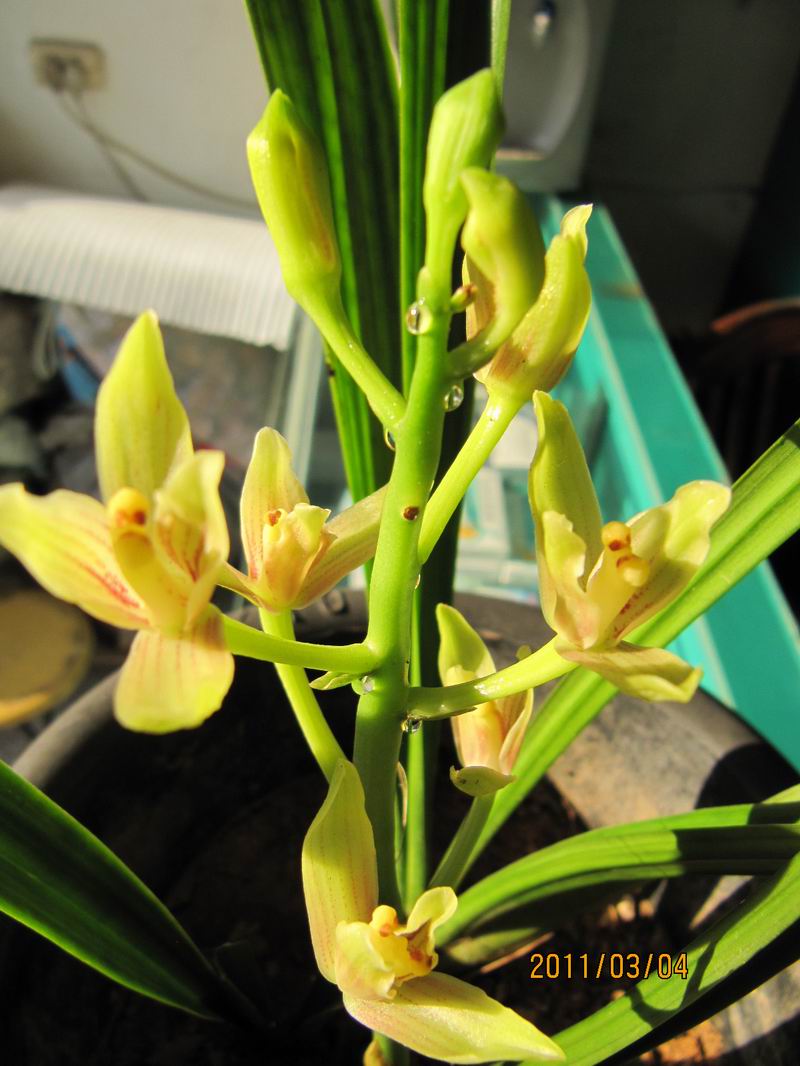 上传一棵叫 不三不四 的春榜兰-墨兰篇-中国兰