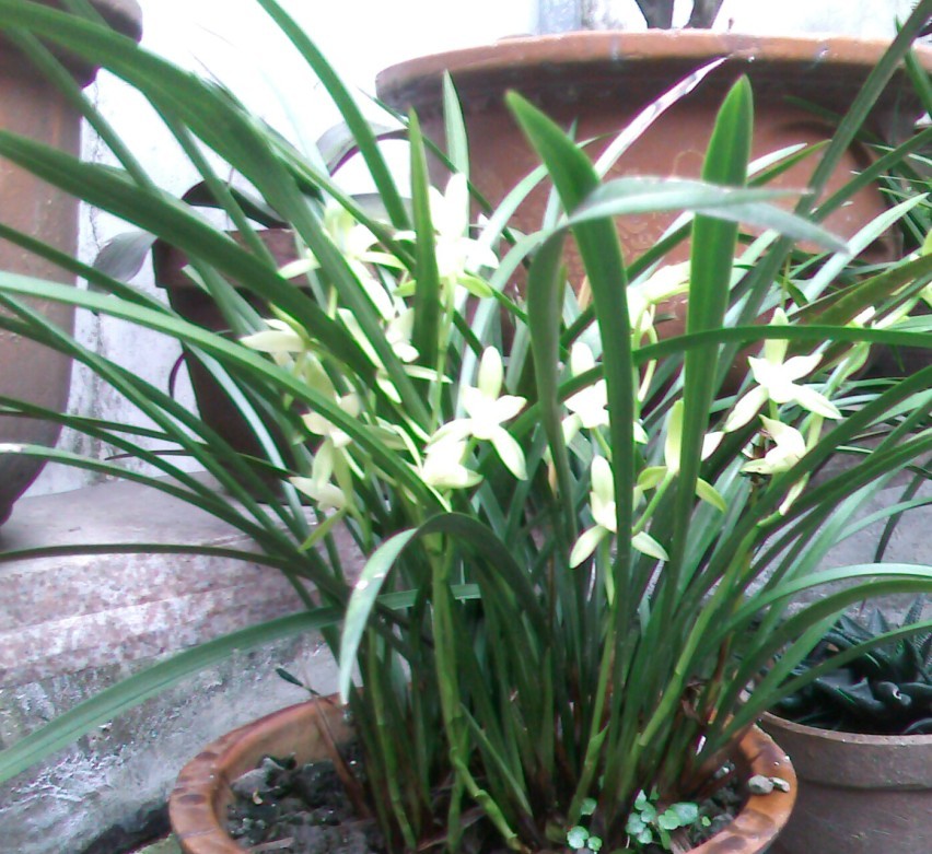 铁骨素心兰-以兰会友-中国兰花交易网社区