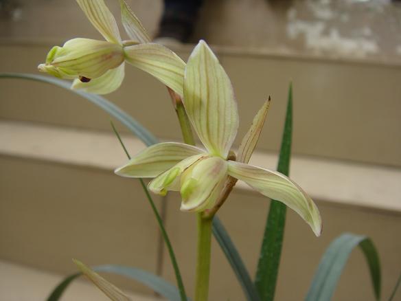 新都交易会买的新花-春剑篇-中国兰花交易网社