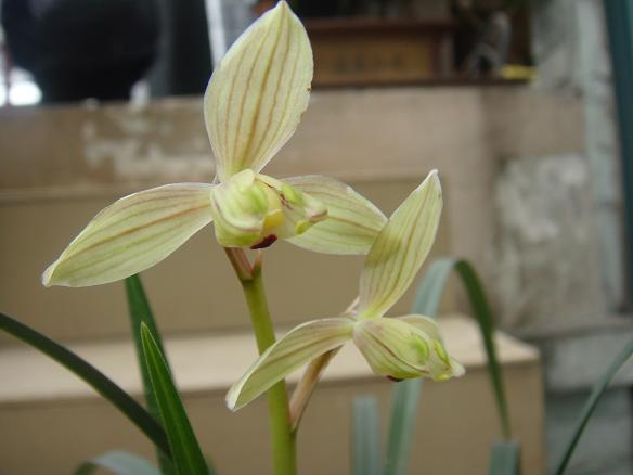 新都交易会买的新花-春剑篇-中国兰花交易网社