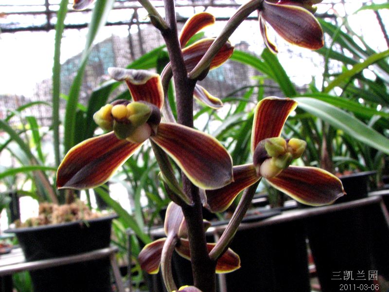 安康梅.梅王.岭南大梅.普宁红梅-墨兰篇-中国兰