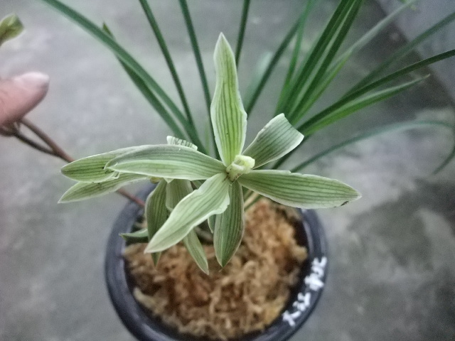 春剑奇花素六瓣-种养心得-中国兰花交易网社区