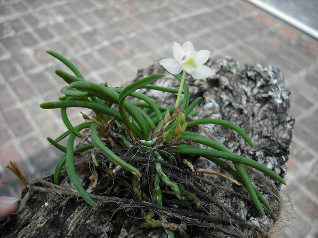 短距槽舌兰花开可爱