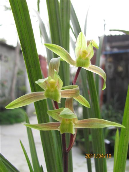 送春红杆红花素(已经开花)