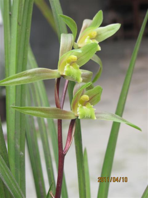 送春红杆红花素(已经开花)