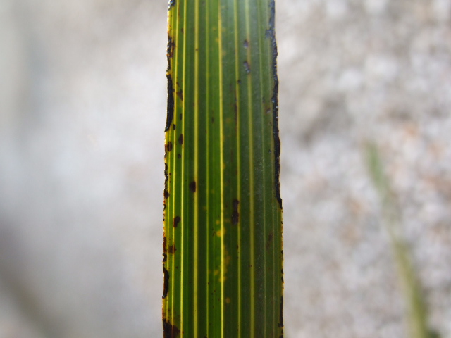 蕙兰每片叶水晶粒