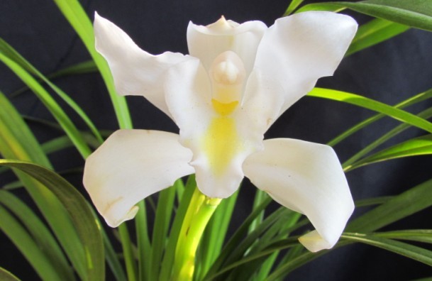 独占春素花~这个才叫白素-热带兰-中国兰花交