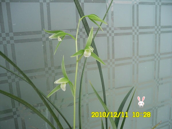 2010寒兰瓣型+舌头花(未完待续奇蝶花类)-以兰