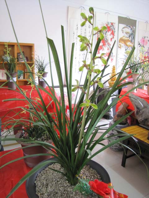 六安蕙兰展室拍摄的几张照片