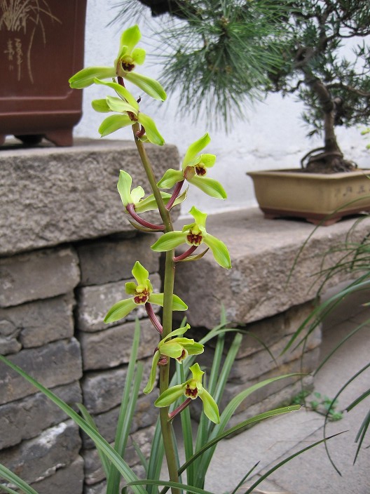 郑孝荷(芸蔚兰苑)-蕙兰篇-中国兰花交易网社区