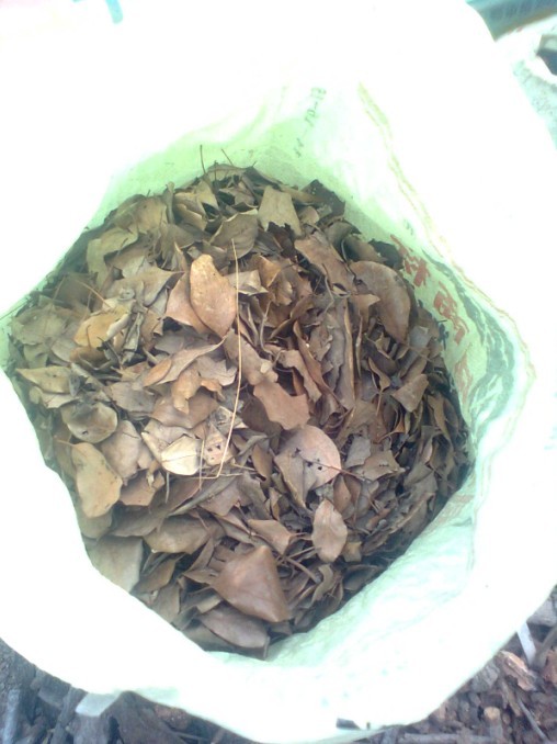 准备的樟树叶!图片