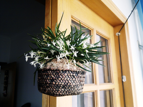 *** 风兰太美 ***