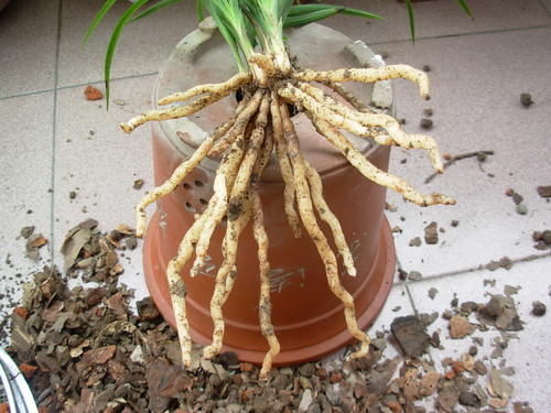 浅谈兰花植料配制