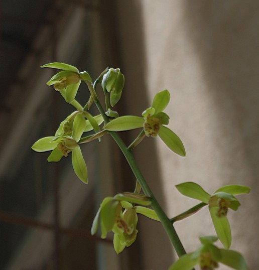 赌草~行花一朵朵 嘿嘿-蕙兰篇-中国兰花交易网