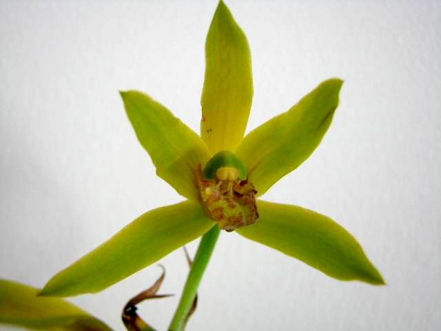下山蕙兰青杆高档黄花