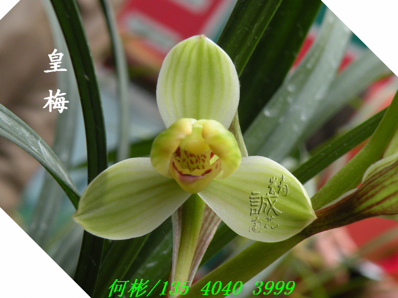 中国兰花交易网