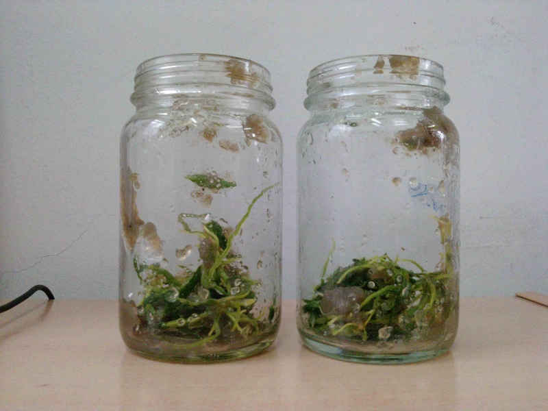开个帖子养----米斛-茶余兰后-中国兰花交易网社区