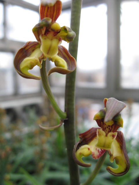 铁山红中国兰花交易网|铁山红-墨兰篇-中国兰花