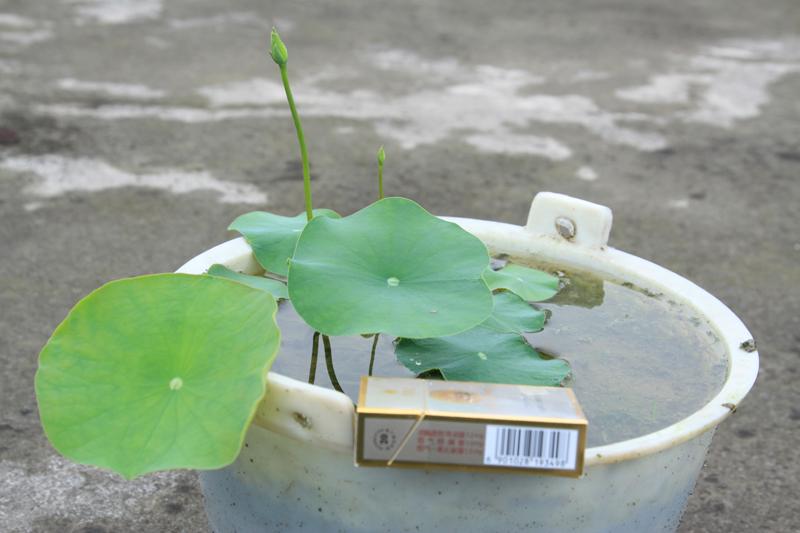 家里的一盆碗莲开花了-茶余兰后-中国兰花交易