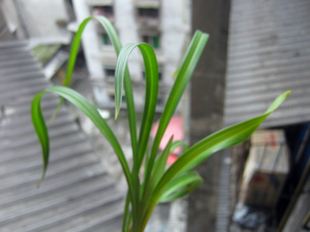 ƯĴˮ,ѿ