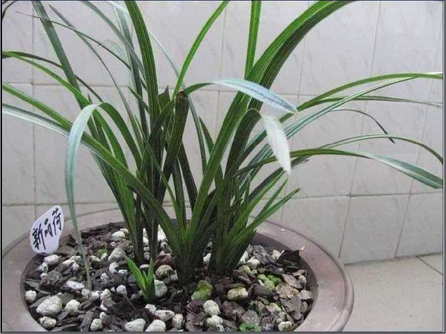 蕙兰精品大荷瓣大小芽生长状态请高手鉴赏指教