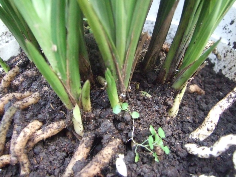 山泥养兰之交流