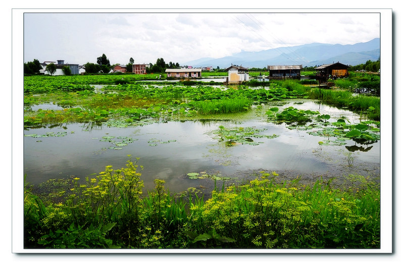 鹤庆草海湿地风光