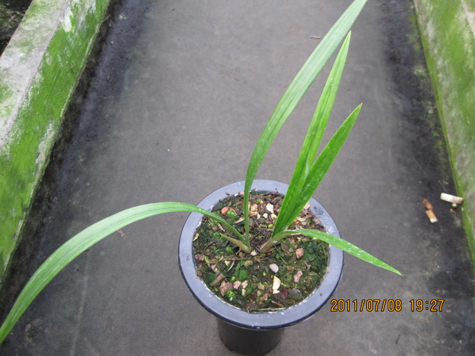 学元红素-以兰会友-中国兰花交易网社区