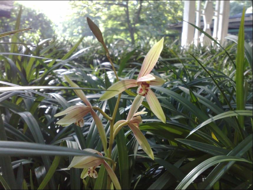 杭州花圃兰苑一瞥-春兰篇-中国兰花交易网社区