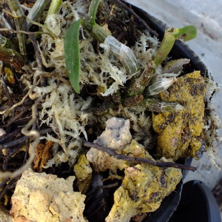 石斛的种植技巧和方法