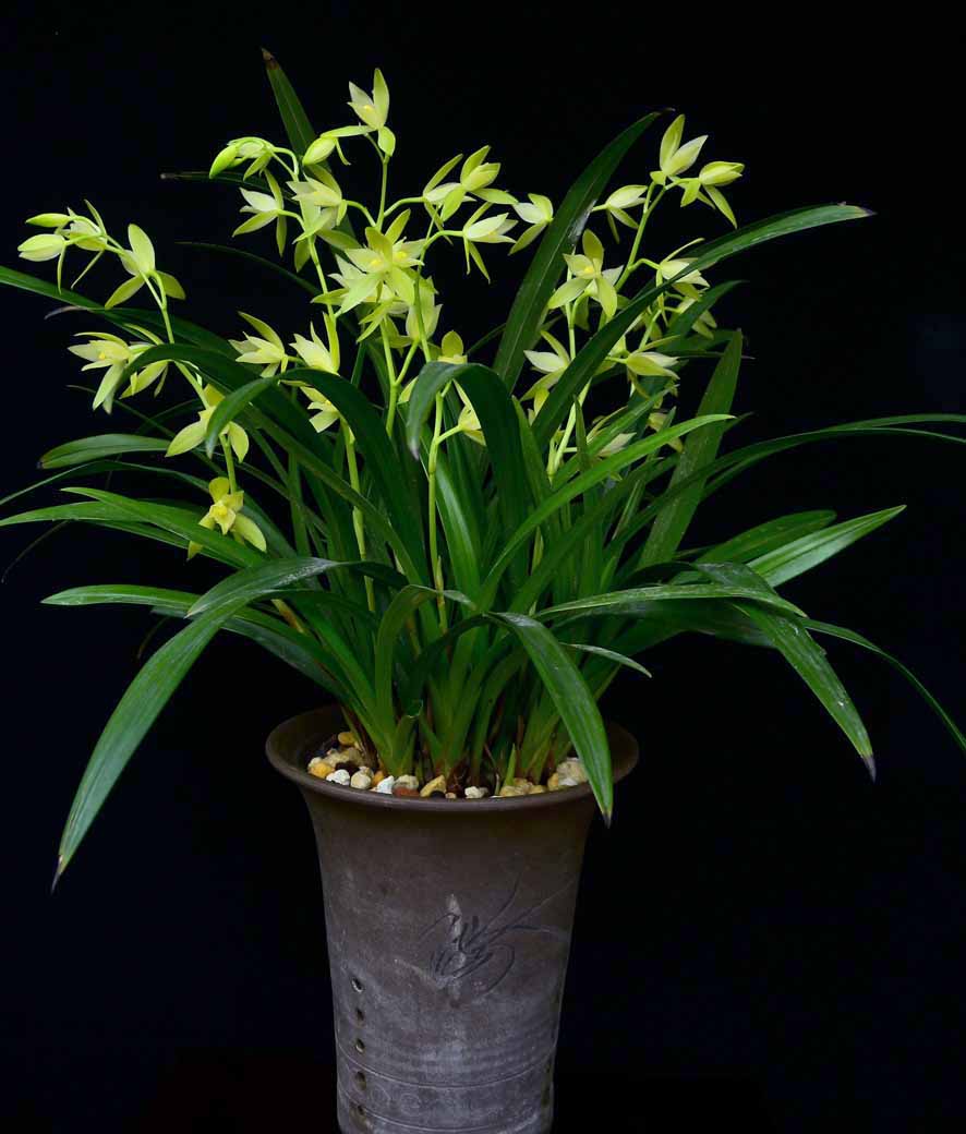 <em>疯狂</em>的七<em>仙女</em>-建兰篇-中国兰花交易网社区