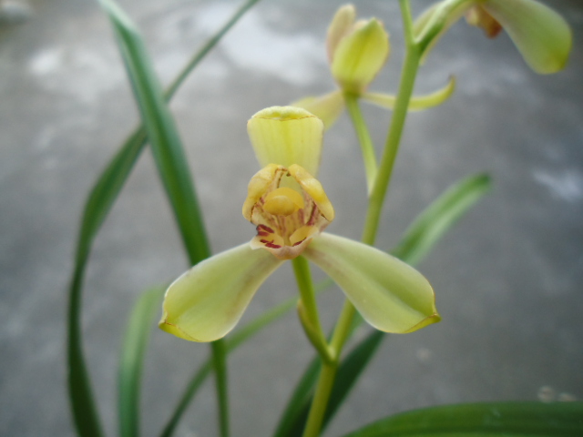 植金石哪种好 金曜石散珠牌子同款