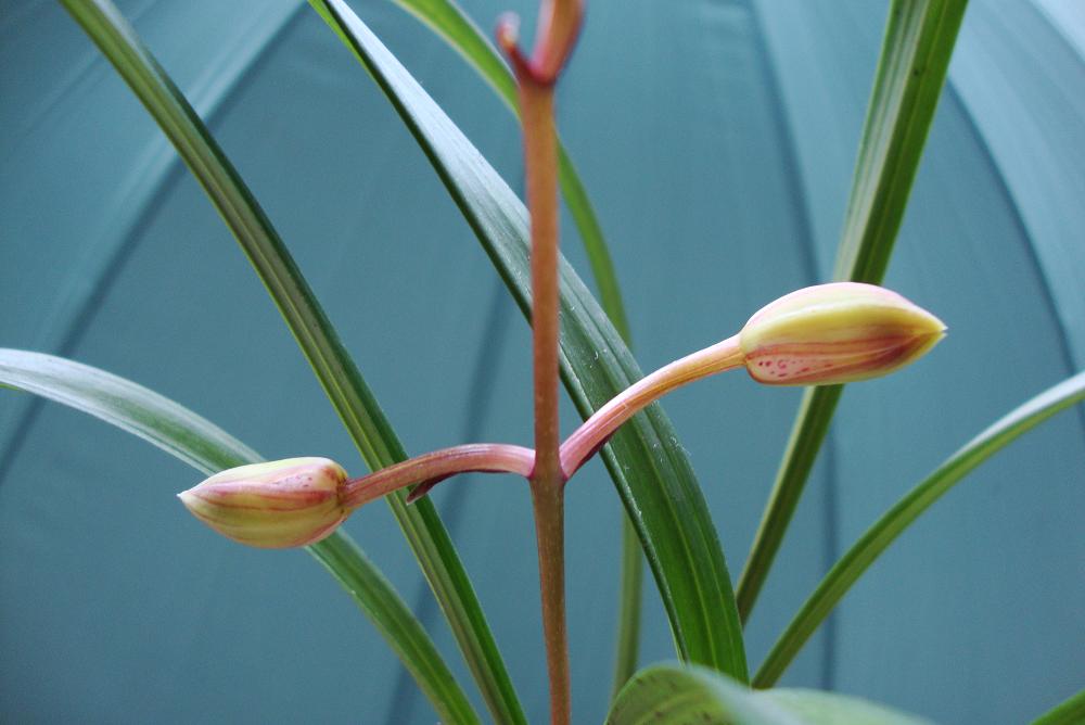 <em>为什么骂王者小妹</em>_<em>王者小妹为什么被</em>喷_斗鱼